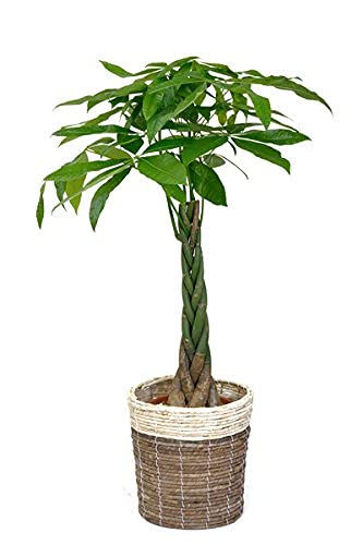 Amazon｜観葉植物 本物 8号+6号セット パキラ8号・モンステラ6号